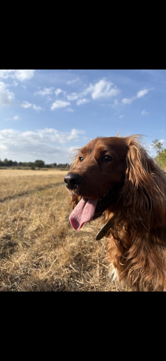 Dog enjoying a countryside walk with Luna & Sage Pet Care